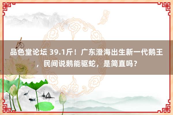 品色堂论坛 39.1斤！广东澄海出生新一代鹅王，民间说鹅能驱蛇，是简直吗？